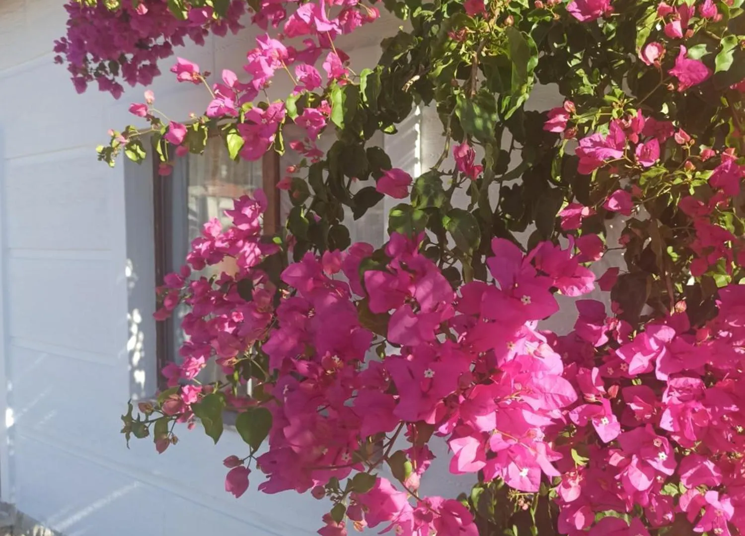 Aparthotel Kavurlukoz Butik Apart Karaburun